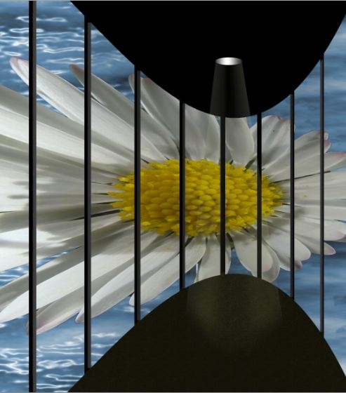 Creation of Daisy Gallery: Step 12